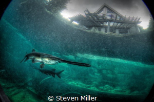 American Paddlefish, threatened species by Steven Miller 